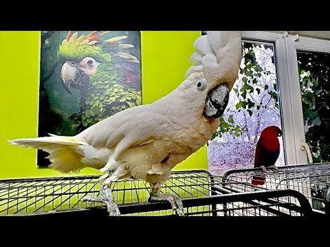 КОШМАР! ЧТО ДЕЛАЕТСЯ! Рита вышла из вольера, Кира ее приревновала к Кеше, а Кеша в шоке!!!