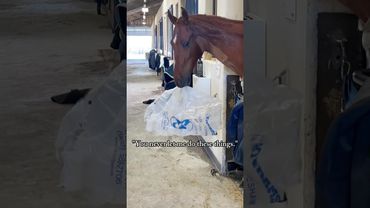 This horse can actually understand me speaking English!🐎🥰#horse #funnyanimal #farm #funny #anmals