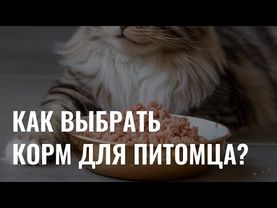 Как выбрать безопасный корм для питомца?