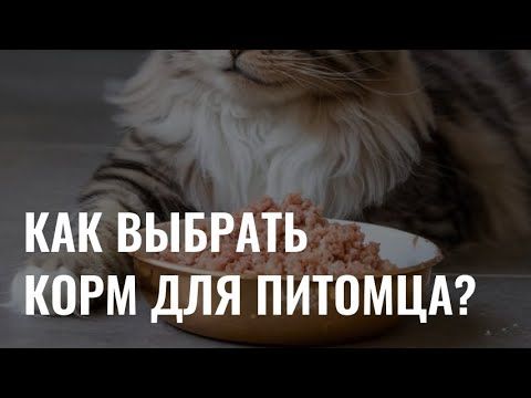 Как выбрать безопасный корм для питомца?