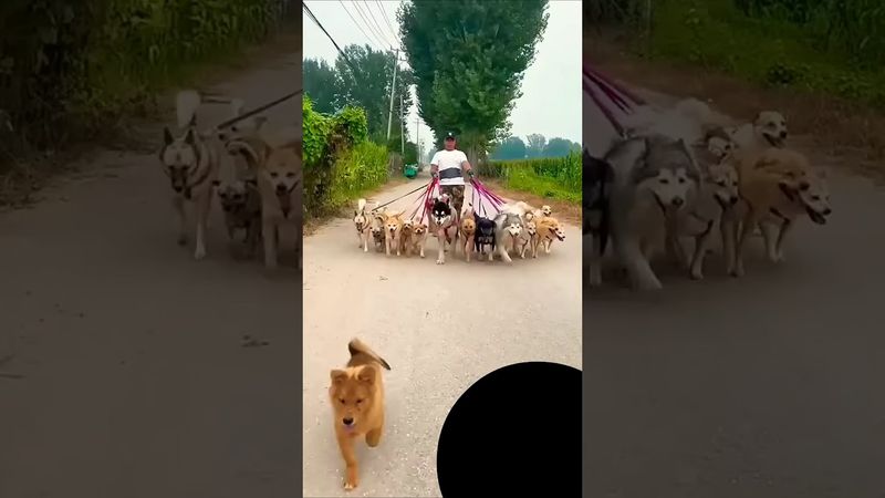 هاسكي رد ويلر جيرمن جعيري بيتبول كلب حراسه ريكو بيلا لونا