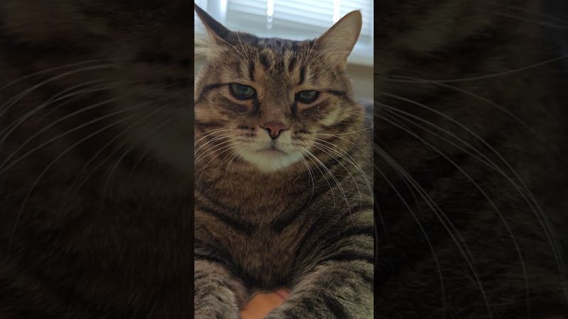 Скромный 🙀😉🤔🤣 #cat #кот #юмор #котушка #приколы #цитаты