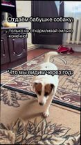 (Его зовут малыш).                                     #пикмисобака #...