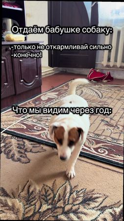 (Его зовут малыш).                                     #пикмисобака #...