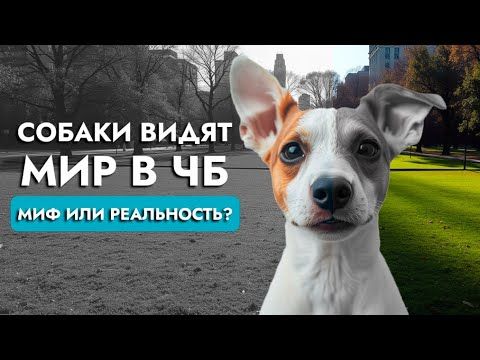 Как собаки видят мир: цвета, формы и движение | Советы кинолога | ЛавГав