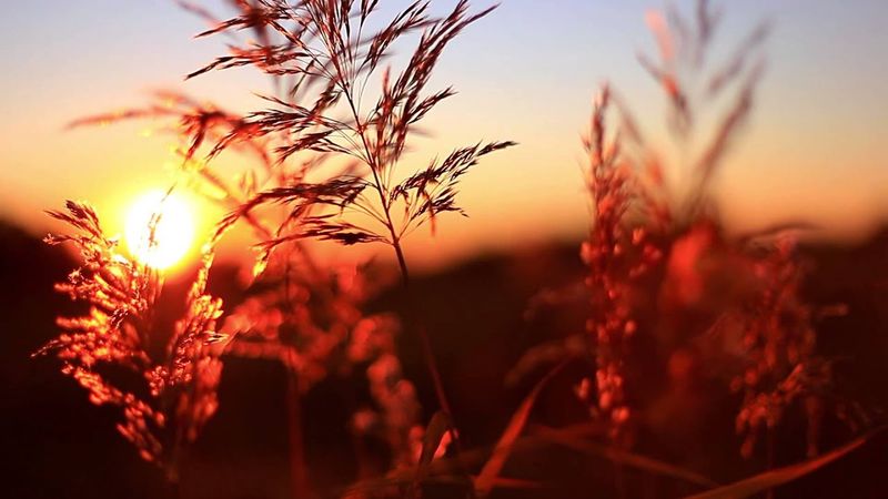 Утро, солнце, трава