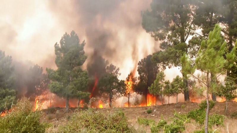 Португальцы напуганы сильными лесными пожарами