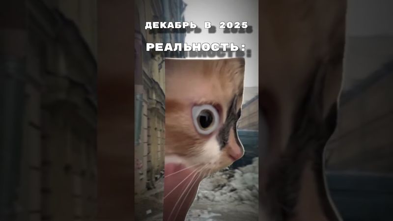 пов: декабрь без снега 😑 #cats #memes #shorts