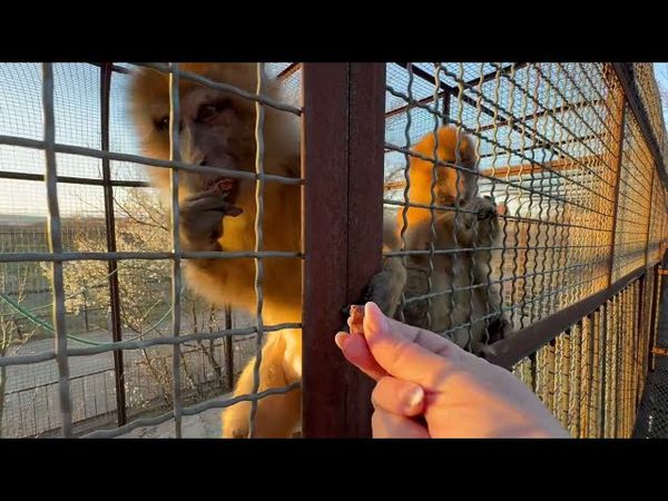 Я снова пришла проведать маленького не любимого родителями маготика и покормить его вкусняшками)))