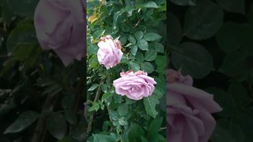 Троянда плетиста Індиголєтта (Indigoletta) в парі с троянда плетиста Ельф (Elfe) #літо2023 #квіти