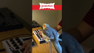 Попугай Корелла 🦜 Интересные факты