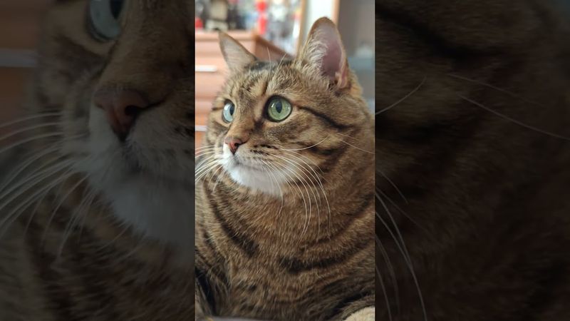 Водка- интернет 🙀😉🤗🤣 #cat #кот #юмор #котушка #приколы #цитаты