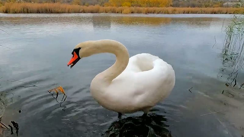 #Славянск. 29 октября 2025г. Вечер.