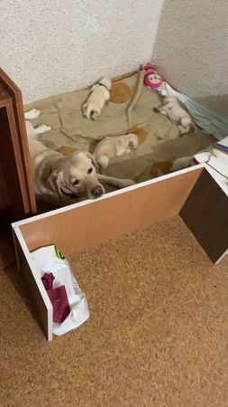 #щенки #лабрадор #собака #питомец