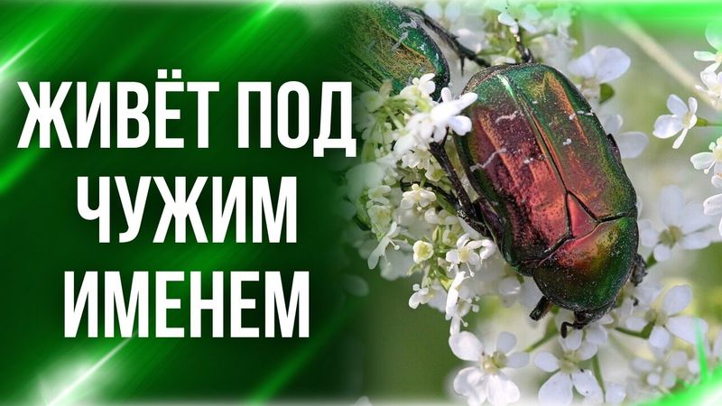 Зачем жук притворяется другим? Вся правда о бронзовке