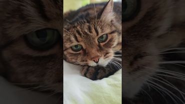 Жизнь всех поимеет 🙀🤔😉🤣 #cat #кот #юмор #котушка #приколы #цитаты #смех