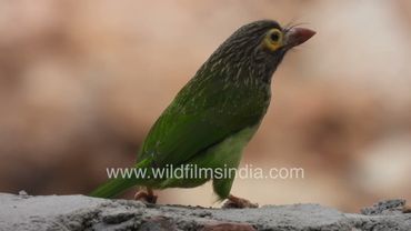 Green Barbet hogging on Ficus berries: Peepal ka phal for the dumpy little Barbets of Delhi