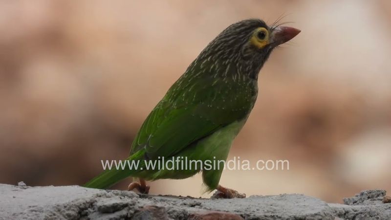 Green Barbet hogging on Ficus berries: Peepal ka phal for the dumpy little Barbets of Delhi