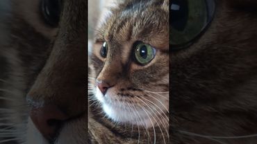 Взрослая жизнь🤔🙀😉🤣 #cat #кот #юмор #котушка #приколы #цитаты