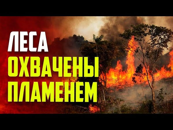 Сирия борется с беспрецедентными лесными пожарами