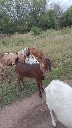 Вопли Марисика. #козы #goat🐐 #козоводы #марс 