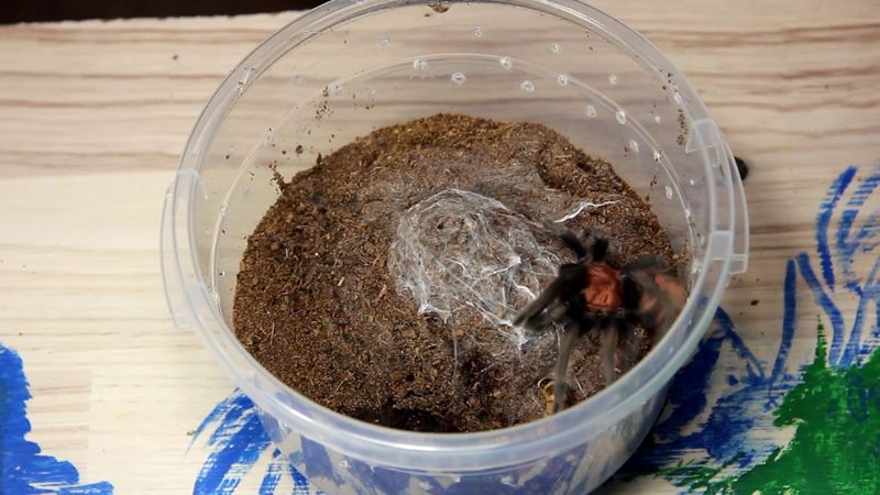 ПАУКИ ПТИЦЕЕДЫ SPIDERS Araneae Aranei ἀράχνη