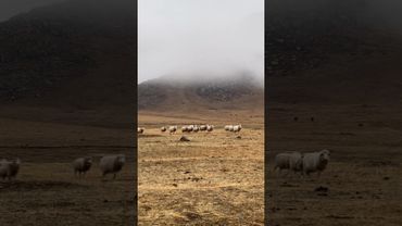 Республика Алтай, Усть-Канский район. Свежесть и красота горного региона! Овечки и козлики.