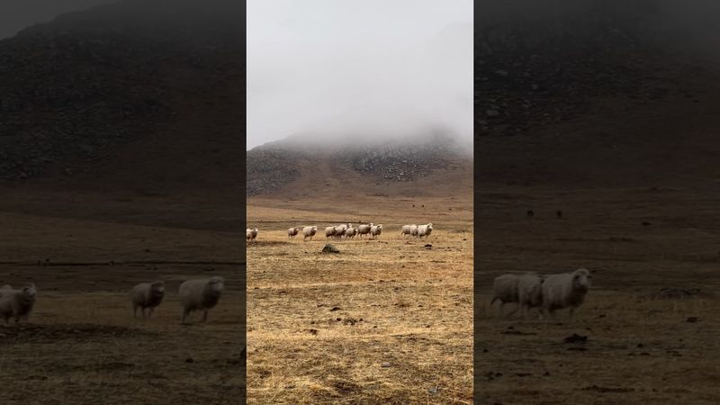 Республика Алтай, Усть-Канский район. Свежесть и красота горного региона! Овечки и козлики.