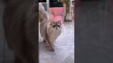 会走猫步的猫!😂😂😂