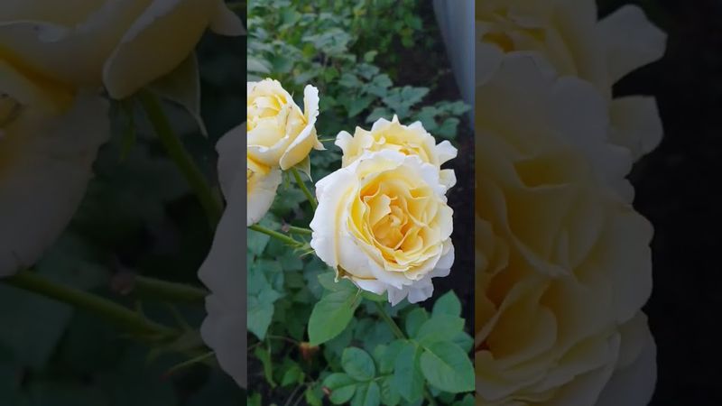 Роза Шнеевальцер