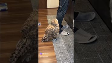 Как кот,только не кот😄🥰