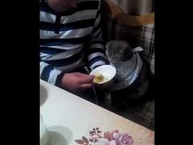 Кот есть с ложки