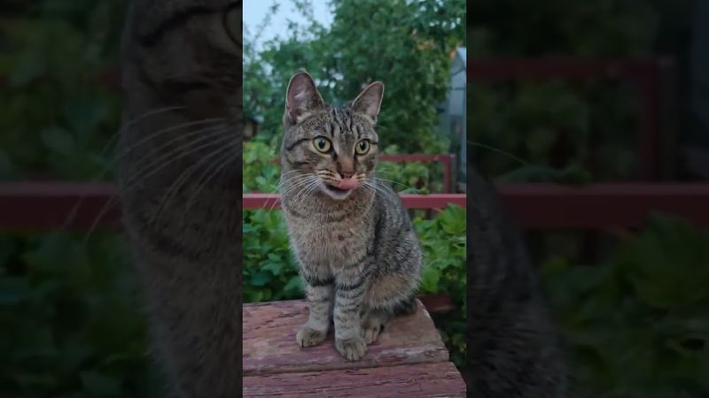 Неправильная пенсия 🙀🤫🤔🤣 #cat #кот #ю#котушка #кино #цитаты #прикольныекоты