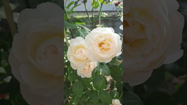 Роза Андрей Брише, Имка Марина  30.08.2024