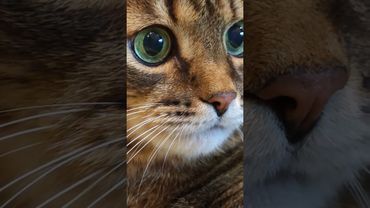 Это мальчик 🙀🤔🤫🤣#cat #кот #юмор #котушка #приколы #цитаты