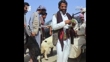 مليشيا الحوثي تبتز تجار المواشي بإتاوات مالية قبل عيد الأضحى
