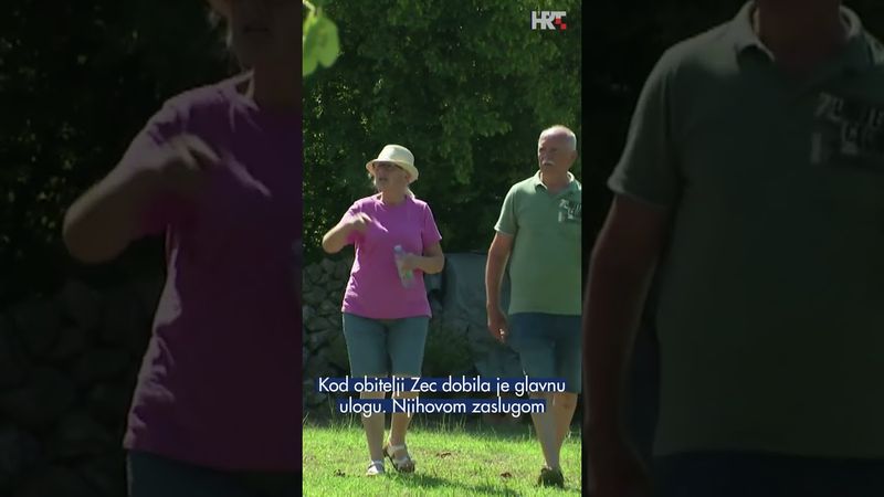 Slatke smokve obitelji Zec s Krka 🍈 #PlodoviZemlje #hrvatskaradiotelevizija #smokve