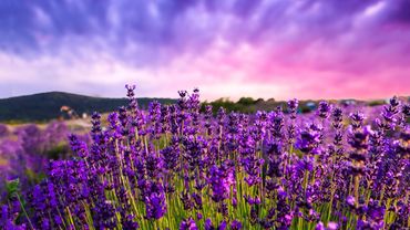 12 Hours of Relaxing Music - Piano Music for Stress Relief, Sleep Music, Meditation Music (Remy)