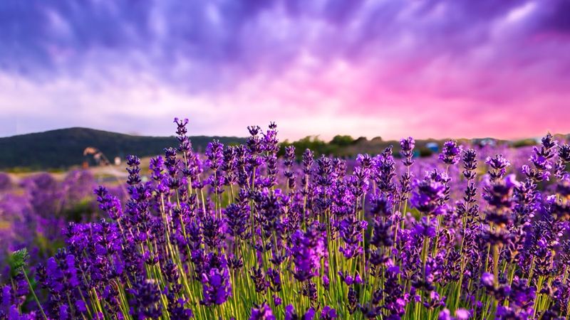 12 Hours of Relaxing Music - Piano Music for Stress Relief, Sleep Music, Meditation Music (Remy)