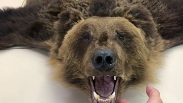 Ковёр из шкуры медведя-обзор