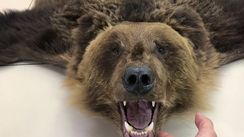 Ковёр из шкуры медведя-обзор