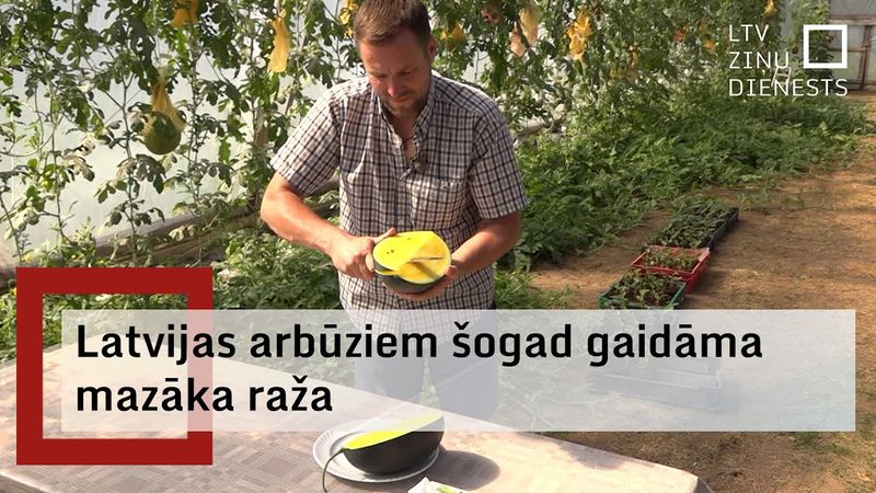 Lietavas negatīvi ietekmē gaidāmo Latvijas arbūzu ražu