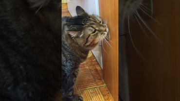 Пока никто не видит 😉🤫🤗🤣 #cat #music #кот #юмор #котушка #приколы