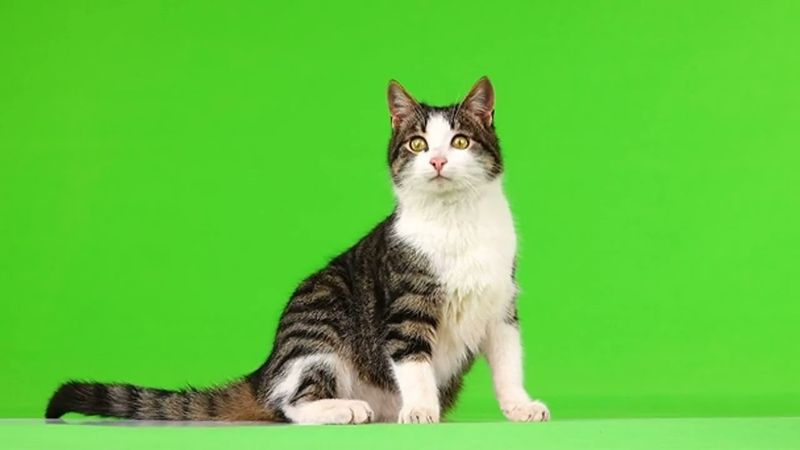 Кошки на хромакее1