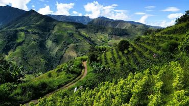 Colombia pays farmers to uproot coca crops in fight against cocaine | AFP