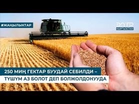 250 МИҢ ГЕКТАР БУУДАЙ СЕБИЛДИ – ТҮШҮМ АЗ БОЛОТ ДЕП БОЛЖОЛДОНУУДА