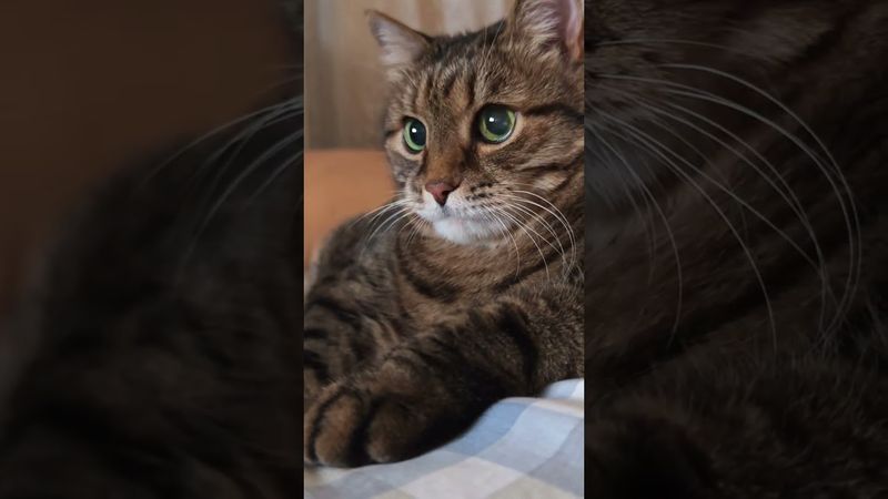 Кто рано встаёт 🤔☝️🙀🤣 #cat #кот #юмор #котушка #приколы #цитаты