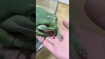 Funniest Frog Moments Ever 🐸😂#frog #animals #funnyfrog #frogvideo #funnyanimals #fyp