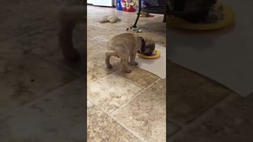 Ржака собака ест корм