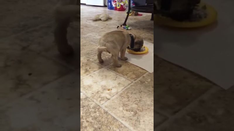 Ржака собака ест корм